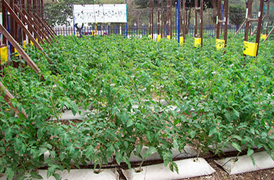 Producción de tomate con sistema de riego por goteo