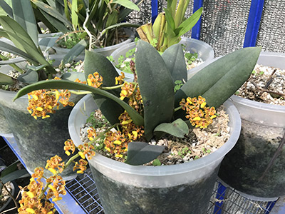 solución hidropónica la Molina para orquídeas