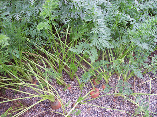 Cultivo de zanahoria en contenedor con sustrato arena de cantera. 