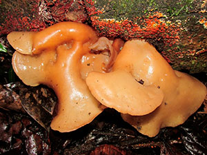 Basidiocarpos de Auricularia (vista posterior)