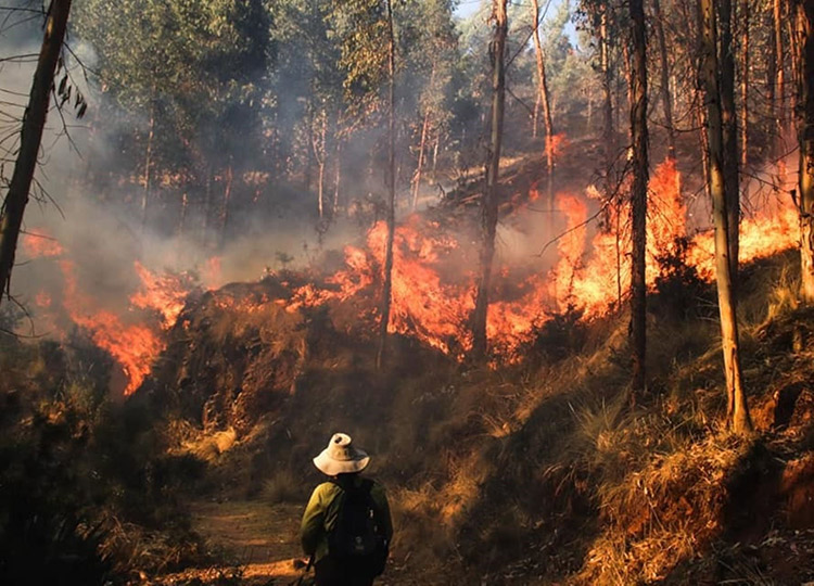Incendios Forestales en la Sierra Sur
