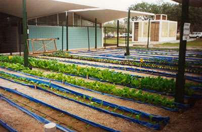 Producción de hortalizas con sistema de riego por goteo