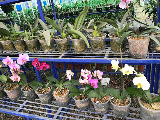 Plantas de orquídeas
