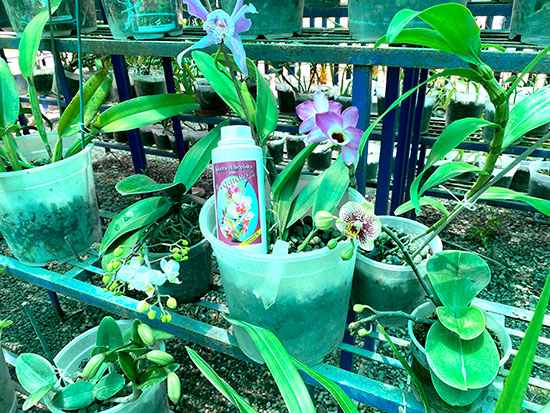 Plantas de orquídeas