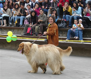 Mascotas se lucieron