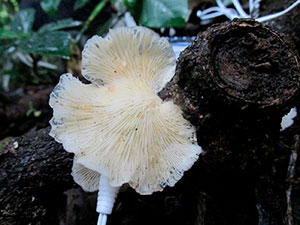 Basidiocarpos de Pleurotus Basidiocarpos de Pleurotus