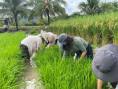 Investigadores de la UNALM emplean rayos gamma para transformar el cultivo de arroz