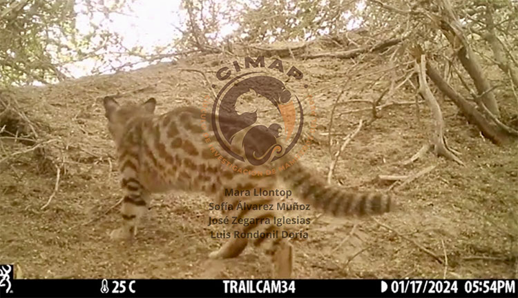 Leopardus garleppi