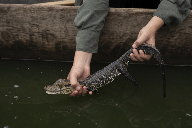 caimán negro en zona de altísima biodiversidad