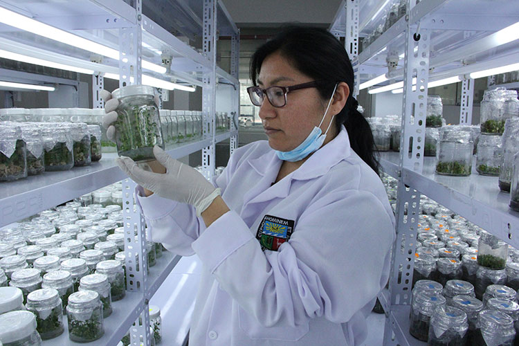 UNALM aprueba nuevo Reglamento de Semilleros de Investigación