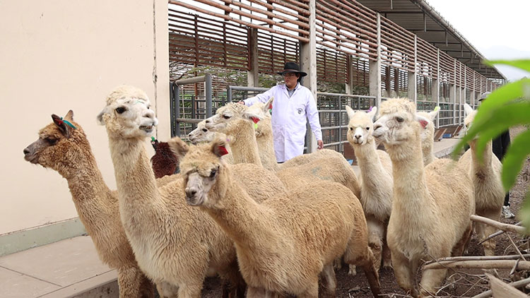 impulsan investigación para mejorar la reproducción de alpacas