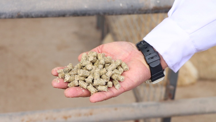 alimentación nutricional de alpacas