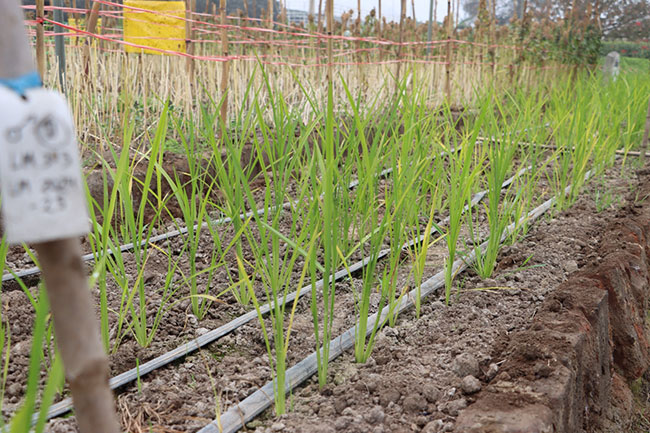 cultivo de arroz