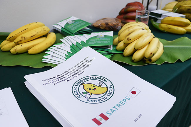 proyecto internacional para desarrollar sistemas de alerta temprana contra la marchitez del banano y plátano