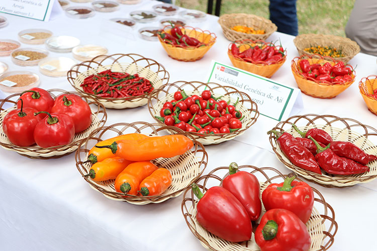 lanzamiento del Congreso Internacional
de Recursos Genéticos de la Agrobiodiversidad