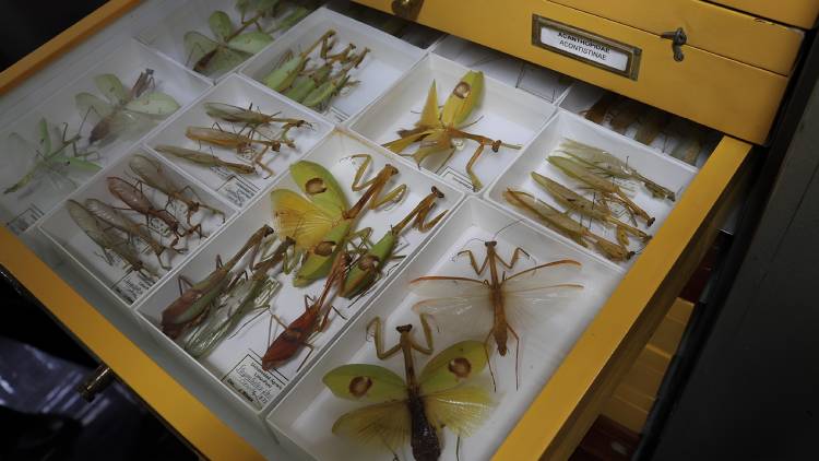El Museo de Entomología se estableció hacia 1962 con una pequeña colección de referencia2