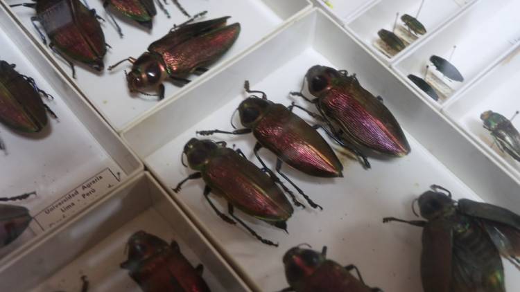El Museo de Entomología se estableció hacia 1962 con una pequeña colección de referencia.
