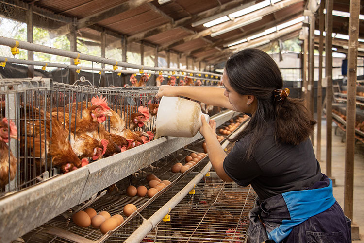 Estudiantes de la UNALM realizando prácticas de manejo de aves en el Programa de Investigación en Aves