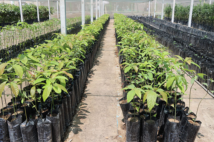 Vivero del Programa de Frutales UNALM