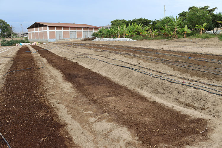 Nuevo sistema de riego y cultivos de camote
