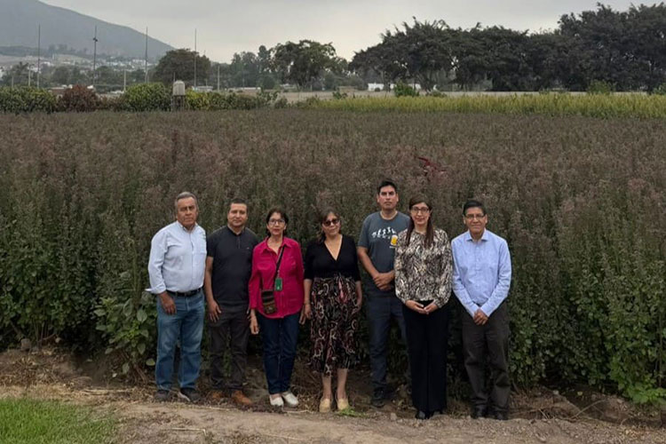 Grupo de siete investigadores y autores del libro Quinua posando frente a un campo de cultivo