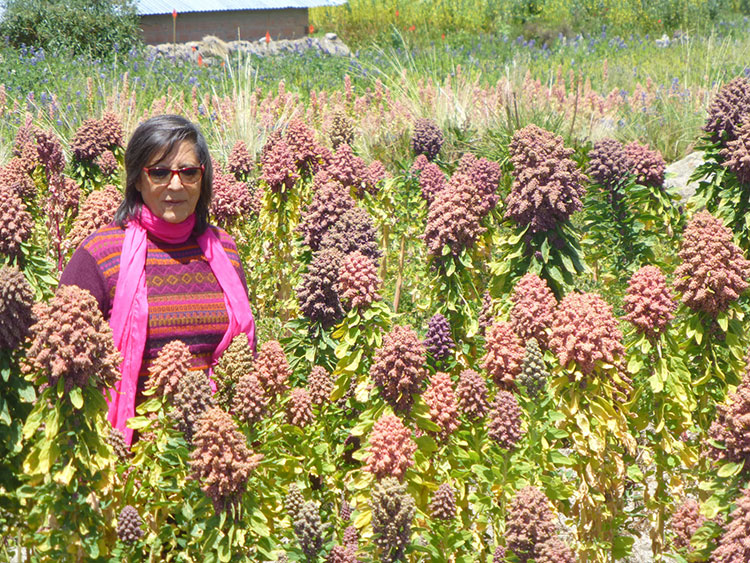 La doctora Luz Gómez Pando entre plantas de quinua de colores en un campo experimental