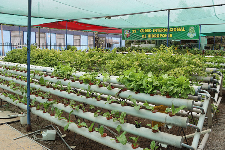 Producción de hortalizas por Sistema Hidroponia NFT