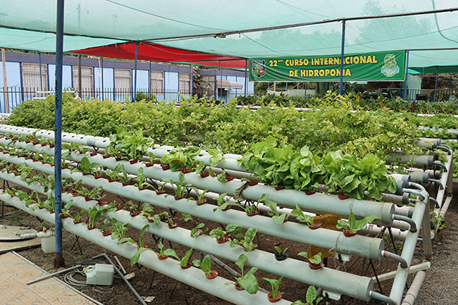Producción de hortalizas por Sistema Hidroponia NFT