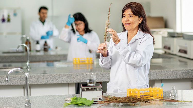 Investigadora IBT-UNALM inspecciona la panícula seca de una planta de quinua en el laboratorio de la UNALM, con colegas al fondo.