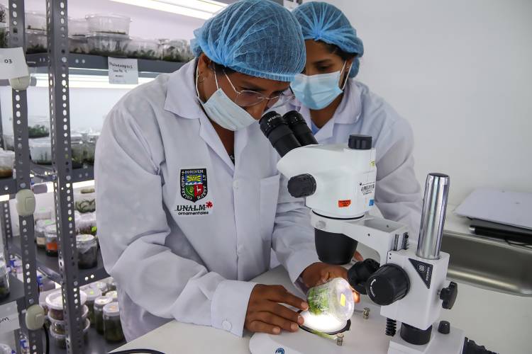 Investigadora observa un brote vegetal en frasco mediante un microscopio estereoscópico en el laboratorio