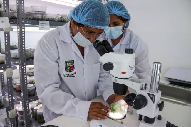 Investigadora observa un brote vegetal en frasco mediante un microscopio estereoscópico en el laboratorio