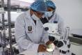 Investigadora observa un brote vegetal en frasco mediante un microscopio estereoscópico en el laboratorio