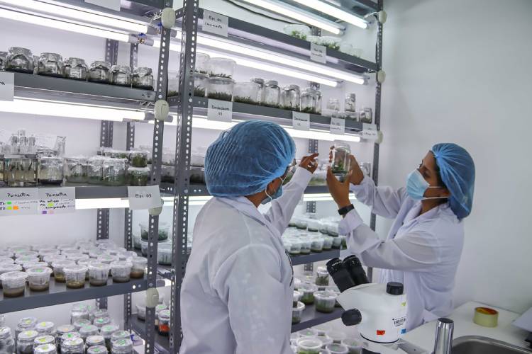 Especialistas examinan frascos con plántulas en estantes de cultivo iluminados para micropropagación vegetal