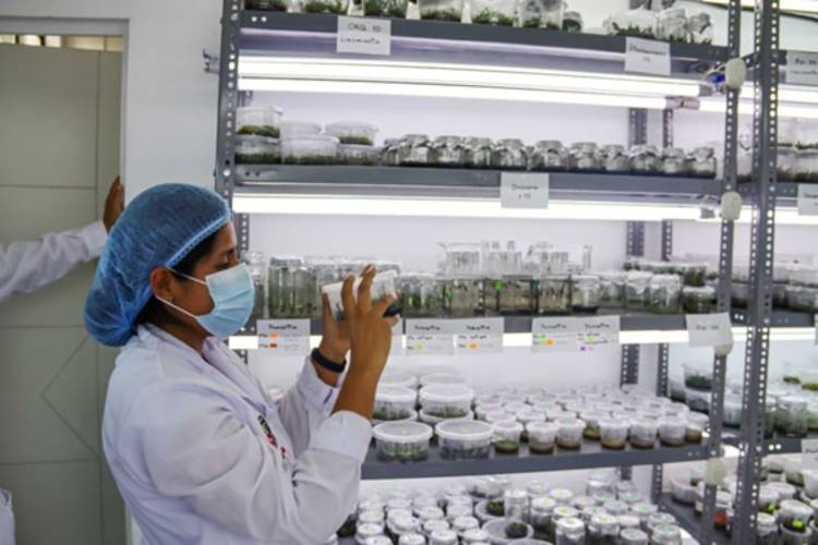 Especialista analiza de cerca el desarrollo de cultivos in vitro contenidos en envases plásticos dentro del área de crecimiento