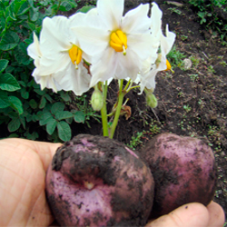 Flor de papa