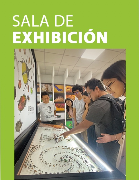 Sala de Exhibición