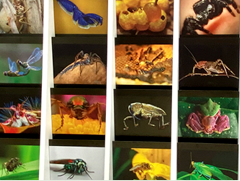 Exposición de Verano