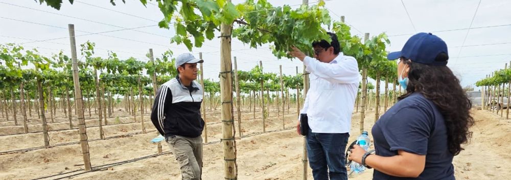 Trabajo Suficiencia Profesional 26-I