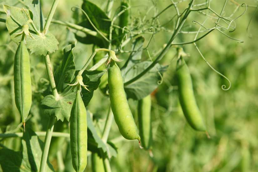 P.I.P.S. LEGUMINOSAS