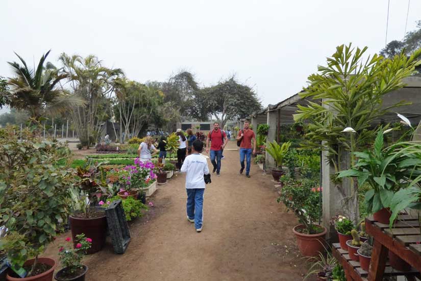 P.I.P.S. ORNAMENTALES