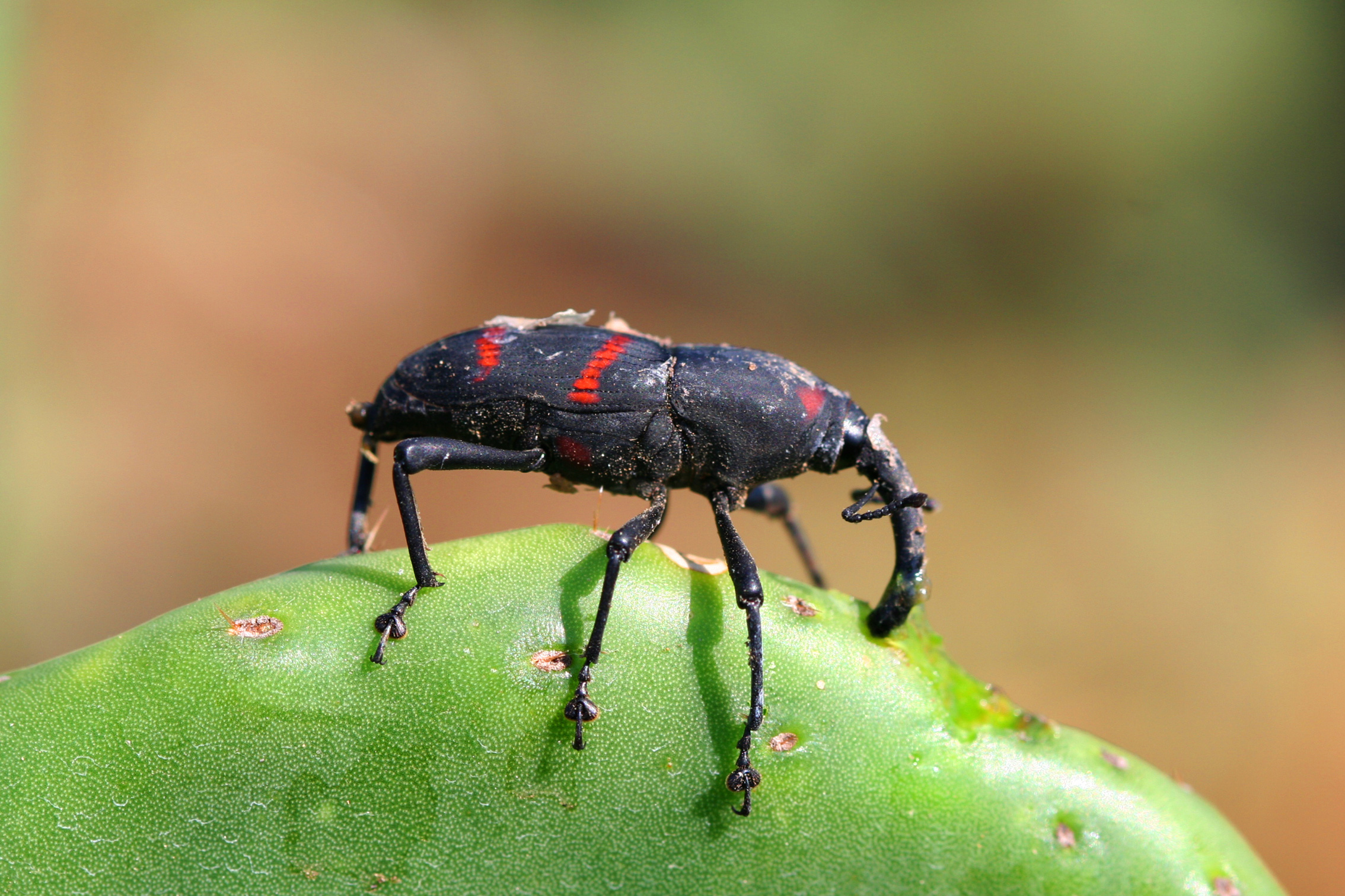 Laboratorio Manejo Integrado de Plagas
