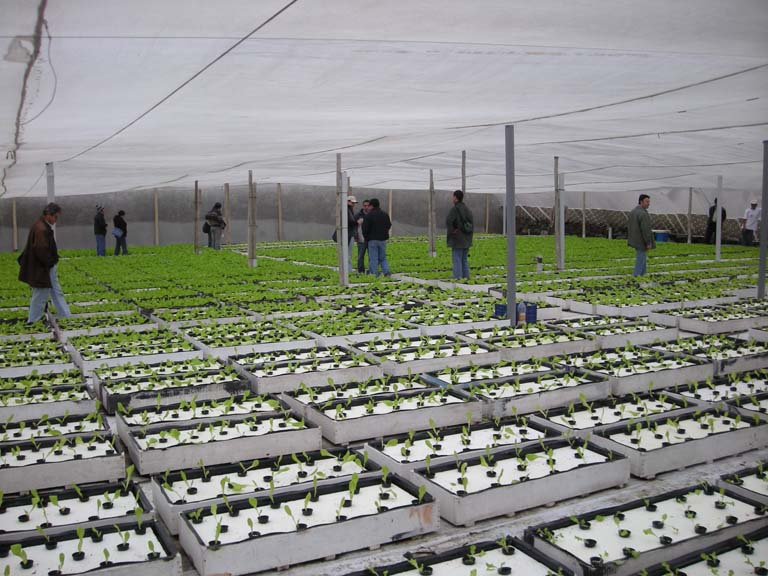 Invernadero Hidroponico De Lechuga