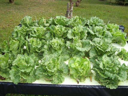 Cultivo Hidroponico De Lechuga Iceberg