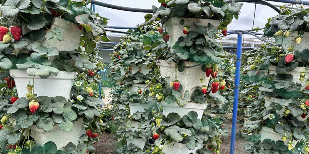 Fresas Hidroponicas