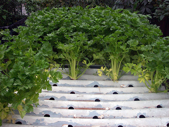 Cultivo de apio en sistema de raíz flotante