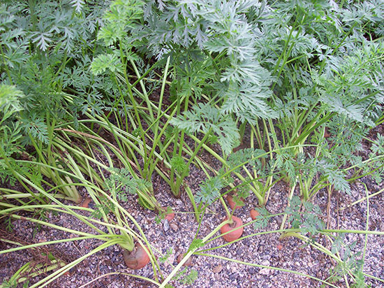 Cultivo de zanahoria en contenedor con sustrato arena de cantera.