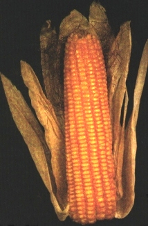 Grano amarillo duro