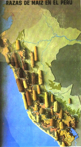 Razas de Maz